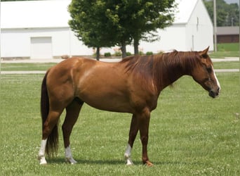 American Quarter Horse, Ruin, 9 Jaar, 145 cm, Donkere-vos