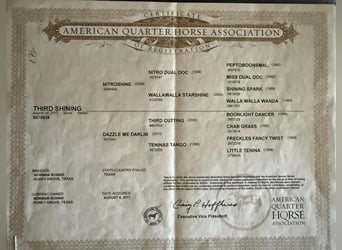 American Quarter Horse, Ruin, 9 Jaar, 145 cm, Donkere-vos