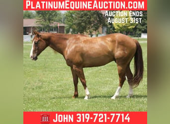 American Quarter Horse, Ruin, 9 Jaar, 145 cm, Donkere-vos