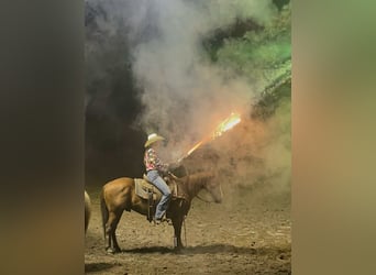American Quarter Horse, Ruin, 9 Jaar, 145 cm, Donkere-vos