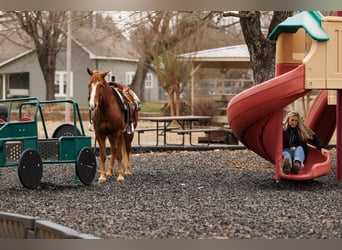 American Quarter Horse, Ruin, 9 Jaar, 145 cm, Overo-alle-kleuren