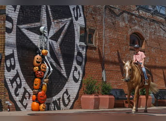 American Quarter Horse, Ruin, 9 Jaar, 145 cm, Palomino