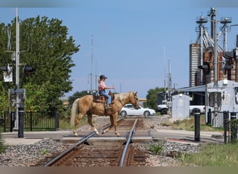 American Quarter Horse, Ruin, 9 Jaar, 145 cm, Palomino