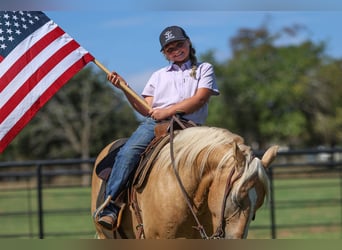 American Quarter Horse, Ruin, 9 Jaar, 145 cm, Palomino