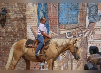 American Quarter Horse, Ruin, 9 Jaar, 145 cm, Palomino