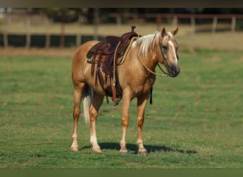 American Quarter Horse, Ruin, 9 Jaar, 145 cm, Palomino