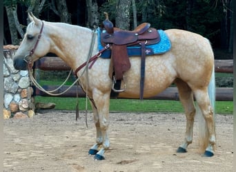 American Quarter Horse, Ruin, 9 Jaar, 145 cm, Palomino