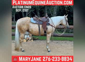 American Quarter Horse, Ruin, 9 Jaar, 145 cm, Palomino