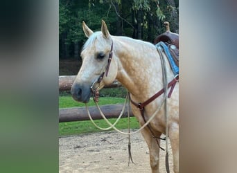 American Quarter Horse, Ruin, 9 Jaar, 145 cm, Palomino