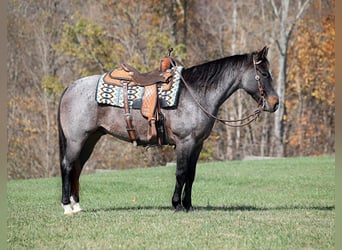 American Quarter Horse, Ruin, 9 Jaar, 145 cm, Roan-Blue