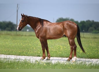 American Quarter Horse, Ruin, 9 Jaar, 145 cm, Roodbruin