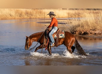 American Quarter Horse, Ruin, 9 Jaar, 145 cm, Roodvos