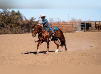 American Quarter Horse, Ruin, 9 Jaar, 145 cm, Roodvos