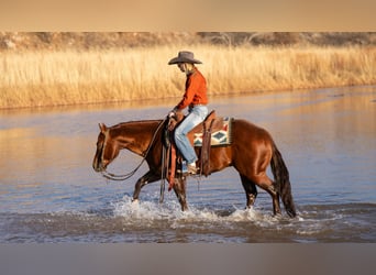 American Quarter Horse, Ruin, 9 Jaar, 145 cm, Roodvos