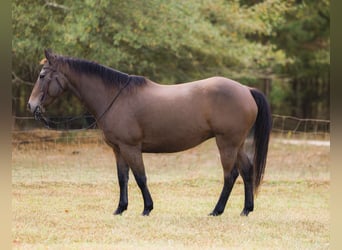 American Quarter Horse, Ruin, 9 Jaar, 147 cm, Buckskin