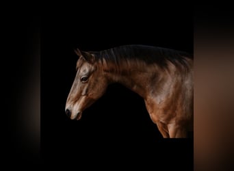 American Quarter Horse, Ruin, 9 Jaar, 147 cm, Buckskin