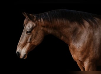 American Quarter Horse, Ruin, 9 Jaar, 147 cm, Buckskin