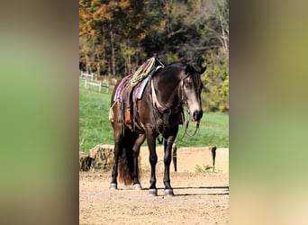 American Quarter Horse Mix, Ruin, 9 Jaar, 147 cm, Buckskin