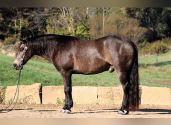 American Quarter Horse Mix, Ruin, 9 Jaar, 147 cm, Buckskin