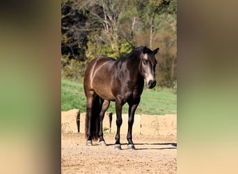 American Quarter Horse Mix, Ruin, 9 Jaar, 147 cm, Buckskin