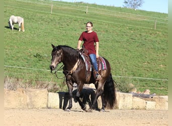 American Quarter Horse Mix, Ruin, 9 Jaar, 147 cm, Buckskin