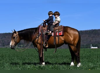 American Quarter Horse, Ruin, 9 Jaar, 147 cm, Buckskin
