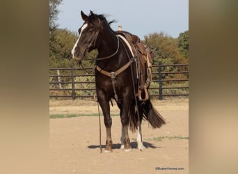 American Quarter Horse, Ruin, 9 Jaar, 147 cm, Donkere-vos