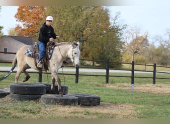 American Quarter Horse, Ruin, 9 Jaar, 147 cm, Falbe