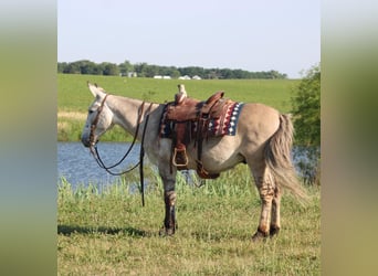 American Quarter Horse, Ruin, 9 Jaar, 147 cm, Falbe