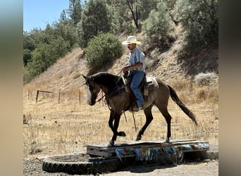 American Quarter Horse, Ruin, 9 Jaar, 147 cm, Grullo