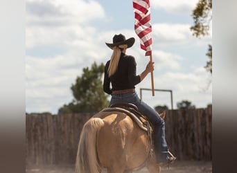 American Quarter Horse, Ruin, 9 Jaar, 147 cm, Palomino