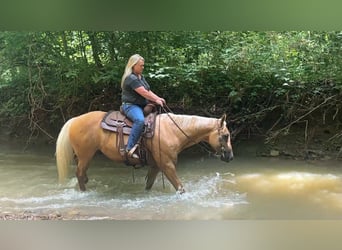 American Quarter Horse, Ruin, 9 Jaar, 147 cm, Palomino