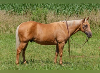 American Quarter Horse, Ruin, 9 Jaar, 147 cm, Palomino