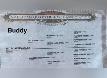 American Quarter Horse, Ruin, 9 Jaar, 147 cm, Palomino