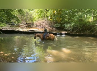 American Quarter Horse, Ruin, 9 Jaar, 147 cm, Palomino