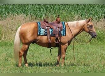 American Quarter Horse, Ruin, 9 Jaar, 147 cm, Palomino