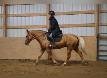 American Quarter Horse, Ruin, 9 Jaar, 147 cm, Palomino