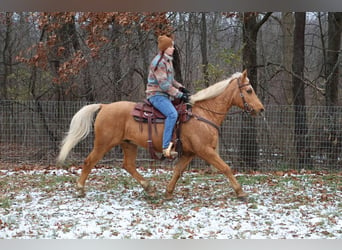 American Quarter Horse, Ruin, 9 Jaar, 147 cm, Palomino