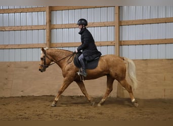 American Quarter Horse, Ruin, 9 Jaar, 147 cm, Palomino