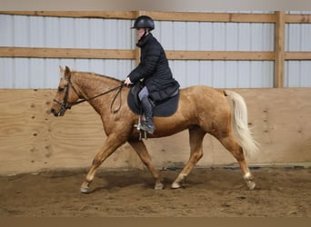 American Quarter Horse, Ruin, 9 Jaar, 147 cm, Palomino