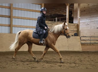 American Quarter Horse, Ruin, 9 Jaar, 147 cm, Palomino