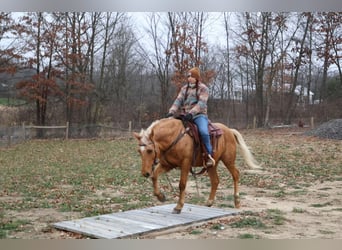 American Quarter Horse, Ruin, 9 Jaar, 147 cm, Palomino