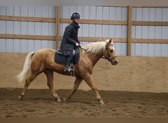 American Quarter Horse, Ruin, 9 Jaar, 147 cm, Palomino