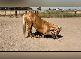 American Quarter Horse, Ruin, 9 Jaar, 147 cm, Palomino