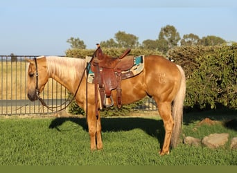 American Quarter Horse, Ruin, 9 Jaar, 147 cm, Palomino