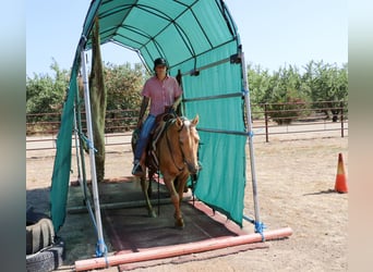 American Quarter Horse, Ruin, 9 Jaar, 147 cm, Palomino