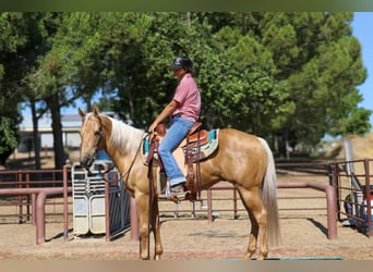 American Quarter Horse, Ruin, 9 Jaar, 147 cm, Palomino