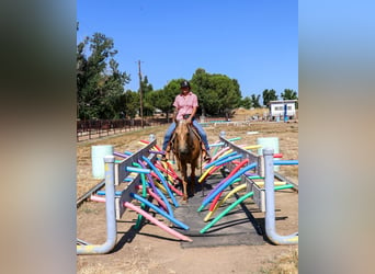 American Quarter Horse, Ruin, 9 Jaar, 147 cm, Palomino