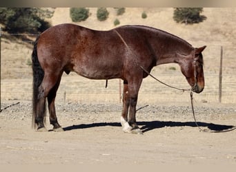 American Quarter Horse, Ruin, 9 Jaar, 147 cm, Roan-Red