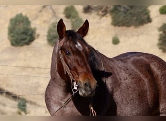 American Quarter Horse, Ruin, 9 Jaar, 147 cm, Roan-Red